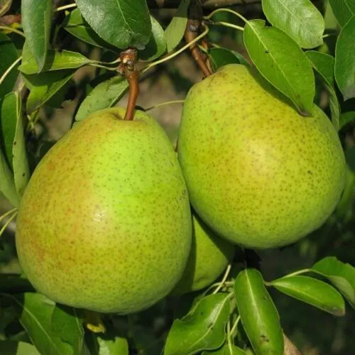 Груша НАЙТ-ВЕРТ колонновидная  Груша НАЙТ-ВЕРТ колонновидная в Екатеринбурге