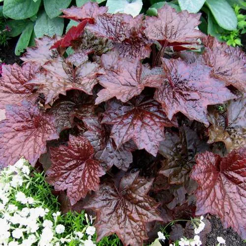 Гейхера ПАЛАС ПУРПЛ  Гейхера ПАЛАС ПУРПЛ в Екатеринбурге