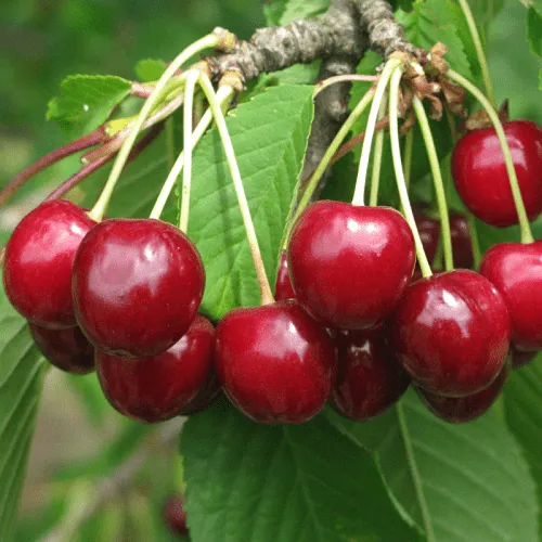 Черешня ГРОНКОВАЯ в Екатеринбурге