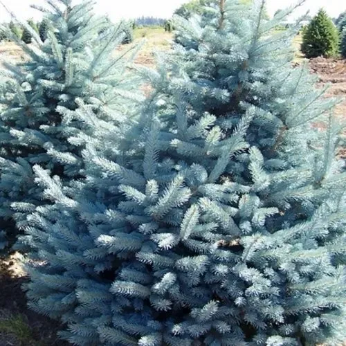 Ель ГЛАУКА колючая  Ель ГЛАУКА колючая в Екатеринбурге