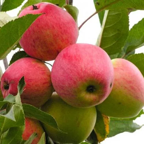 Яблоня МЕЧТА  Яблоня МЕЧТА в Екатеринбурге