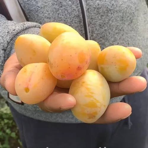 Слива ЯХОНТОВАЯ  Слива ЯХОНТОВАЯ в Екатеринбурге