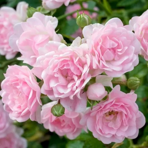 Саженцы роз ЗЕ ФЕЙРИ почвопокровная  Саженцы роз ЗЕ ФЕЙРИ почвопокровная в Екатеринбурге