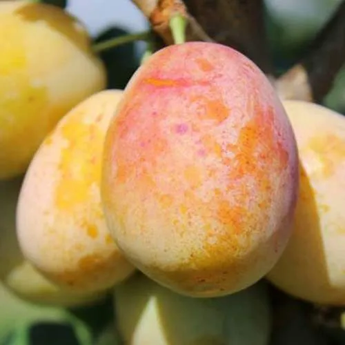 АПРИМИРА  АПРИМИРА в Екатеринбурге