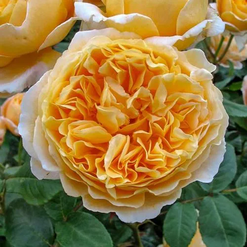 Саженцы роз БЕАТРИС английская  Саженцы роз БЕАТРИС английская в Екатеринбурге