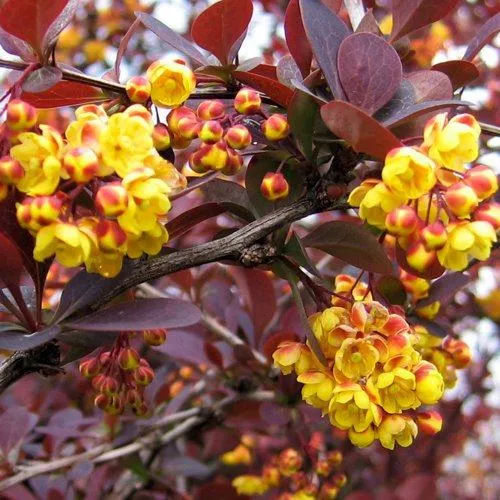 Барбарис СУПЕРБА оттавский   Барбарис СУПЕРБА оттавский  в Екатеринбурге