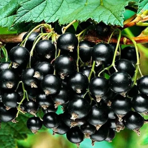 Смородина черная АТЛАНТ  Смородина черная АТЛАНТ в Екатеринбурге