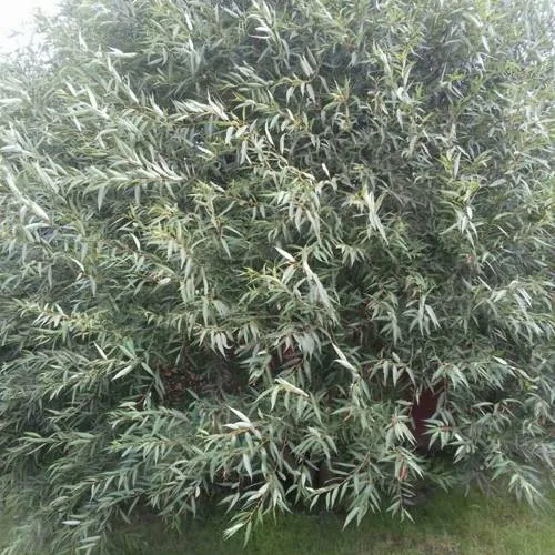 Ива СЕРЕБРИСТАЯ в Екатеринбурге