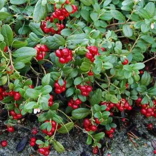 Брусника ЭРТЕЗЕГЕН  Брусника ЭРТЕЗЕГЕН в Екатеринбурге