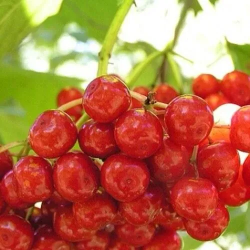 Калина КИЕВСКАЯ САДОВАЯ  Калина КИЕВСКАЯ САДОВАЯ в Екатеринбурге