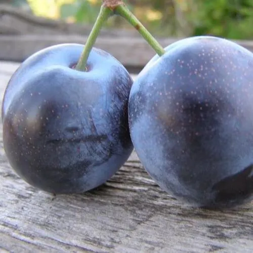 Слива БЛЮФРИ  Слива БЛЮФРИ в Екатеринбурге