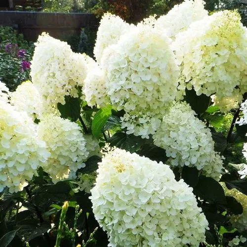 Гортензия СИЛЬВЕР ДОЛЛАР метельчатая  Гортензия СИЛЬВЕР ДОЛЛАР метельчатая в Екатеринбурге