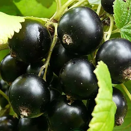 Смородина черная ЭБОНИ  Смородина черная ЭБОНИ в Екатеринбурге