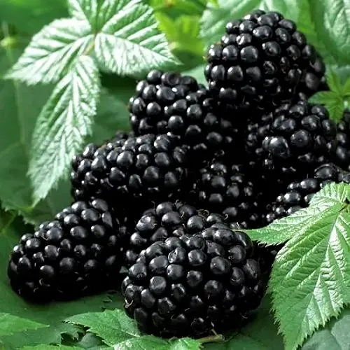 Ежевика БЛЭК БЬЮТИ  Ежевика БЛЭК БЬЮТИ в Екатеринбурге