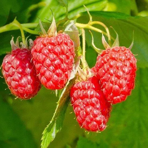 Малина ИЗОБИЛЬНАЯ  Малина ИЗОБИЛЬНАЯ в Екатеринбурге