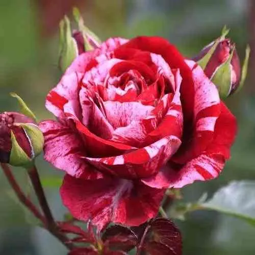 Саженцы роз ДИП ИМПРЕШН флорибунда в Екатеринбурге