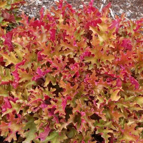 Гейхера МАРМЕЛАД  Гейхера МАРМЕЛАД в Екатеринбурге