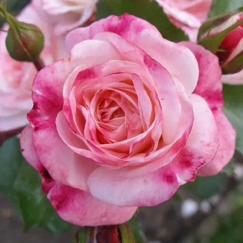 Саженцы роз РОЗЕНШТАДТ ФРАЙЗИНГ шраб  Саженцы роз РОЗЕНШТАДТ ФРАЙЗИНГ шраб в Екатеринбурге