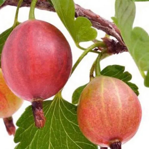 Крыжовник ЯРКИЙ  Крыжовник ЯРКИЙ в Екатеринбурге