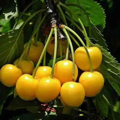 Черешня ЧЕРМАШНАЯ  Черешня ЧЕРМАШНАЯ в Екатеринбурге