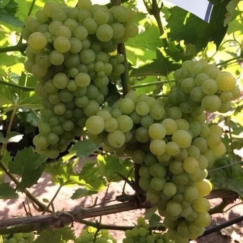 Виноград КИШМИШ 311  Виноград КИШМИШ 311 в Екатеринбурге