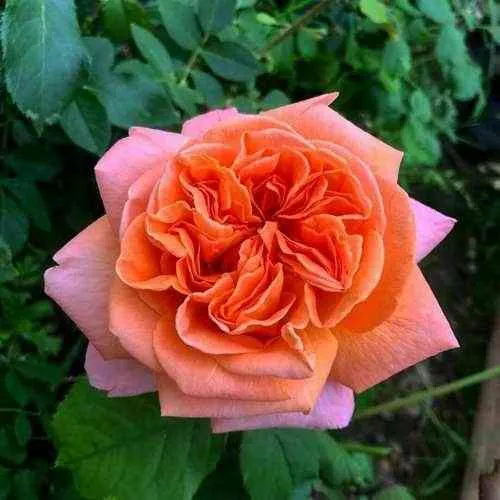 Саженцы роз РЕНЕ ГОССИНИ чайно-гибридная в Екатеринбурге