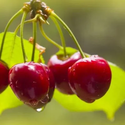 Черешня СИНЯВСКАЯ в Екатеринбурге