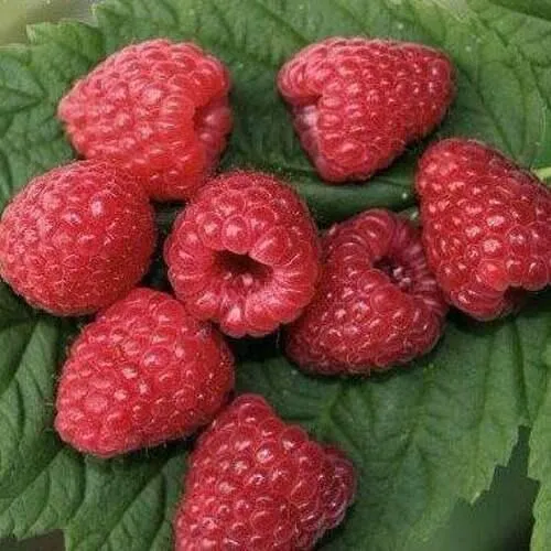 Малина ЗЮГАНА  Малина ЗЮГАНА в Екатеринбурге