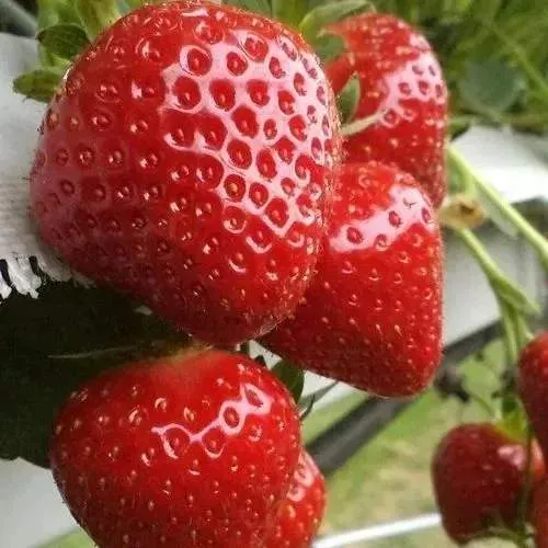 Клубника АРГЕНТЕРА  Клубника АРГЕНТЕРА в Екатеринбурге