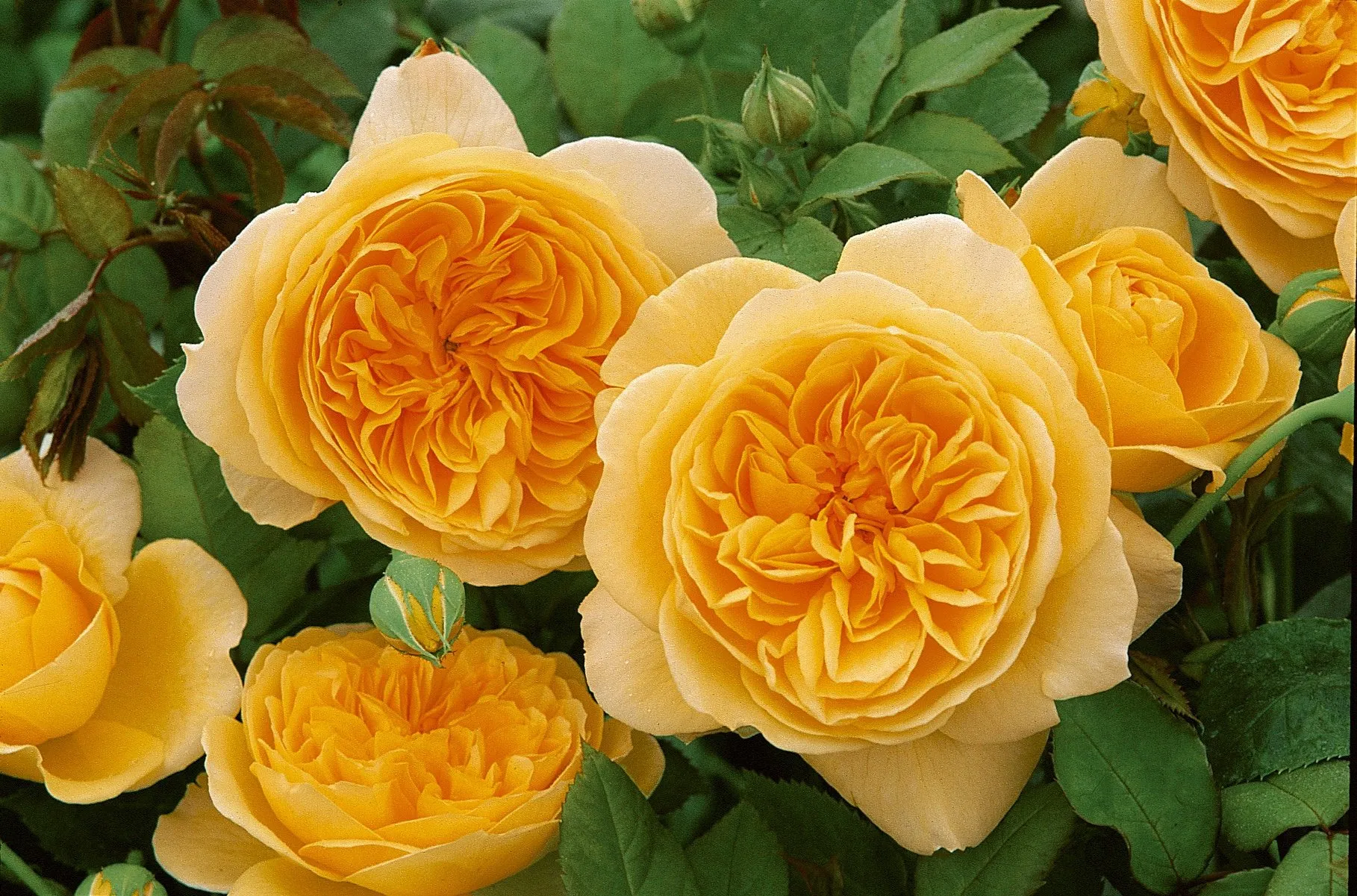 В поисках идеала                           