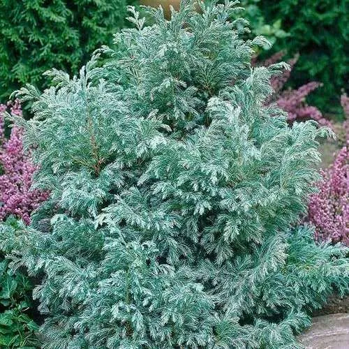 Кипарисовик БУЛЕВАРД горохоплодный  Кипарисовик БУЛЕВАРД горохоплодный в Екатеринбурге