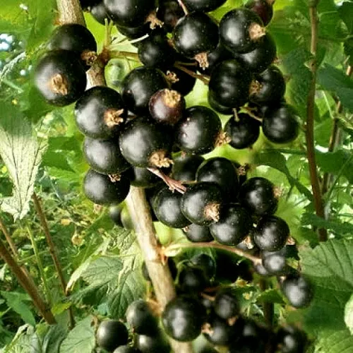 Смородина черная БЕН ТИРЕН  Смородина черная БЕН ТИРЕН в Екатеринбурге