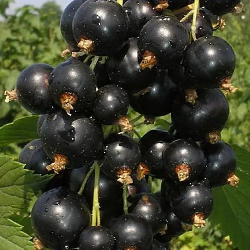 Смородина черная ИСКУШЕНИЕ  Смородина черная ИСКУШЕНИЕ в Екатеринбурге