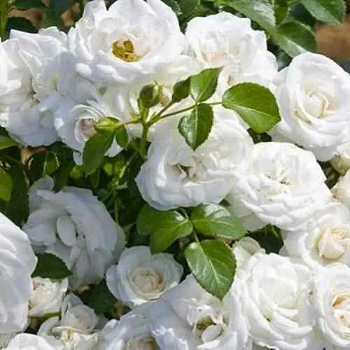 Саженцы роз НЕЖ ДЕ ТЕ мускусная  Саженцы роз НЕЖ ДЕ ТЕ мускусная в Екатеринбурге