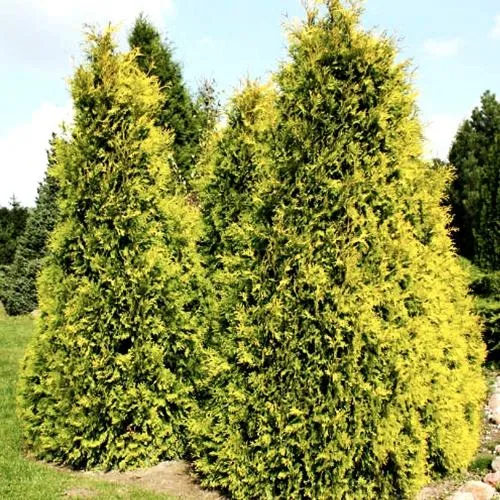Туя САЛЛАНД западная  Туя САЛЛАНД западная в Екатеринбурге