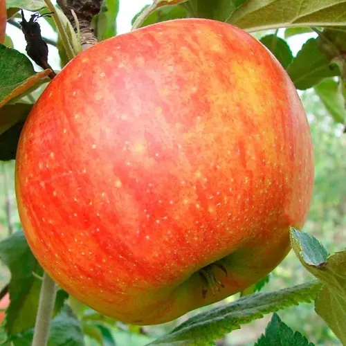 Яблоня ЦЕЛЕСТЕ в Екатеринбурге