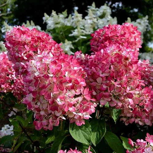 Гортензия ПИНК ДАЙМОНД метельчатая  Гортензия ПИНК ДАЙМОНД метельчатая в Екатеринбурге