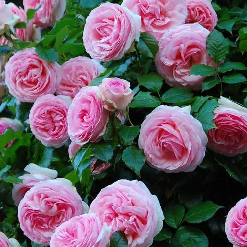 Саженцы роз ПЬЕР ДЕ РОНСАР плетистая  Саженцы роз ПЬЕР ДЕ РОНСАР плетистая в Екатеринбурге