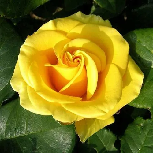 Саженцы роз ПАПИЛОН чайно-гибридная  Саженцы роз ПАПИЛОН чайно-гибридная в Екатеринбурге