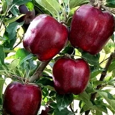 Яблоня РЕД ЧИФ — описание сорта Яблоня РЕД ЧИФ в Екатеринбурге