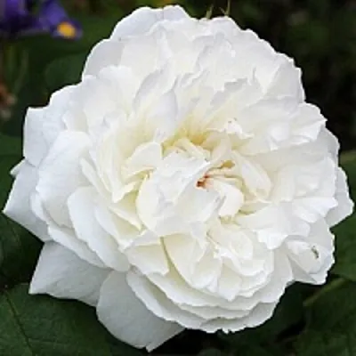 Саженцы роз ВИНЧЕСТЕР КАФЕДРАЛ английская  Саженцы роз ВИНЧЕСТЕР КАФЕДРАЛ английская в Екатеринбурге