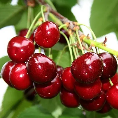 Черешня МИНЧАНКА в Екатеринбурге