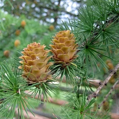 Лиственница КЕМПФЕРА  Лиственница КЕМПФЕРА в Екатеринбурге