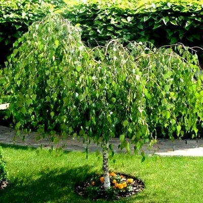 Береза  Береза в Екатеринбурге