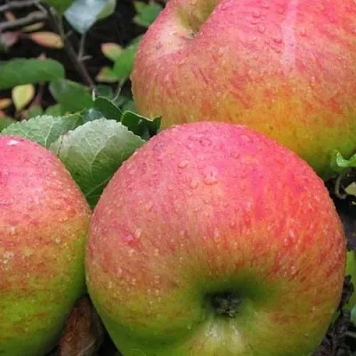 Яблоня ЯБЛОЧНЫЙ СПАС  Яблоня ЯБЛОЧНЫЙ СПАС в Екатеринбурге