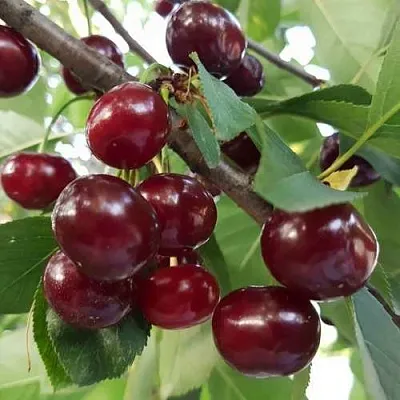 Дюк СЛАВЯНКА  Дюк СЛАВЯНКА в Екатеринбурге