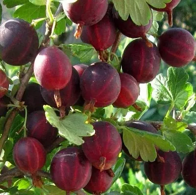 Крыжовник ХИННОМАКИ РОТ  Крыжовник ХИННОМАКИ РОТ в Екатеринбурге