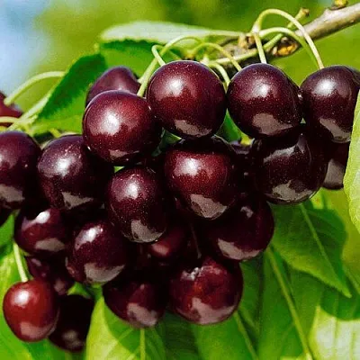 Черешня ВИТЯЗЬ в Екатеринбурге