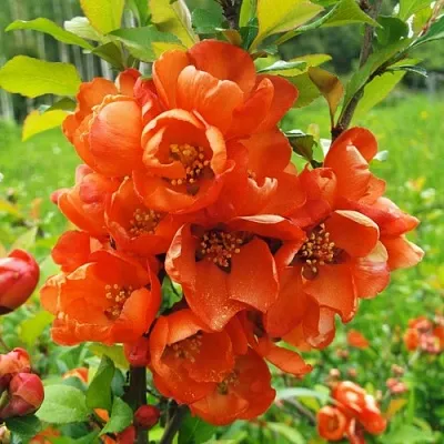 Айва японская  Айва японская в Екатеринбурге