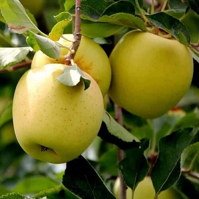 Яблоня ГОЛДЕН ВЛАДИМИРСКИЙ  Яблоня ГОЛДЕН ВЛАДИМИРСКИЙ в Екатеринбурге